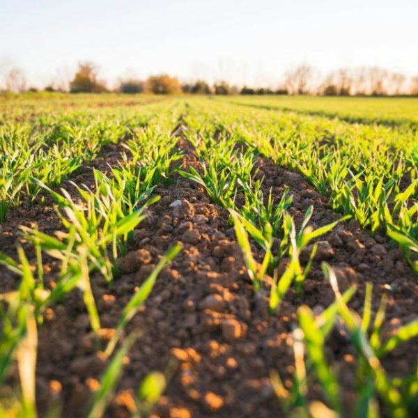 Green Crop Field